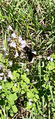 Xylocopa