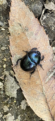 Woodland Dor Beetle