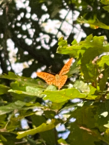 Silver-washed Fritillary
