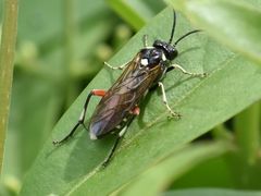 Macrophya punctumalbum