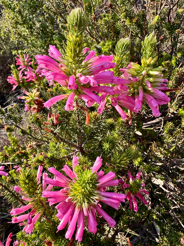 Erica abietina, 2026-09-22