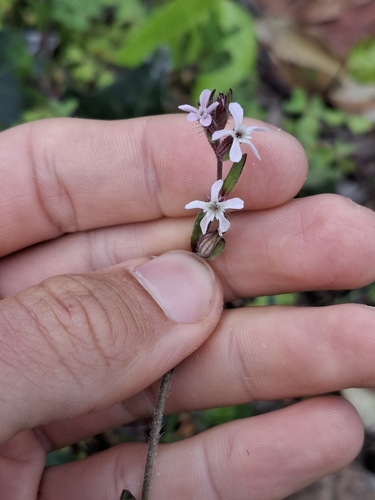 Silene gallica, photograph 4