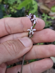 Silene gallica, photograph (c) Sean T, some rights reserved (CC BY)