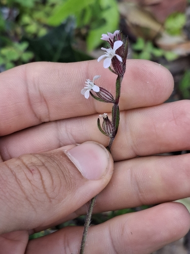 Silene gallica, photograph 5