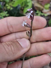 Silene gallica, photograph (c) Sean T, some rights reserved (CC BY)
