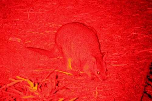 Tammar Wallaby