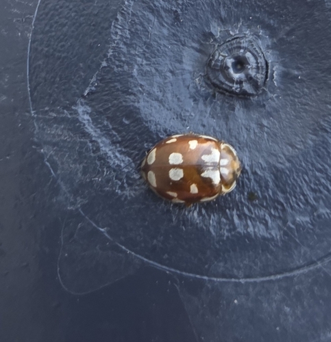 18-spot Ladybird