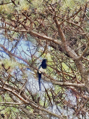 Oriental Magpie