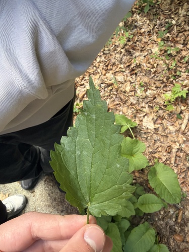 great stinging nettle