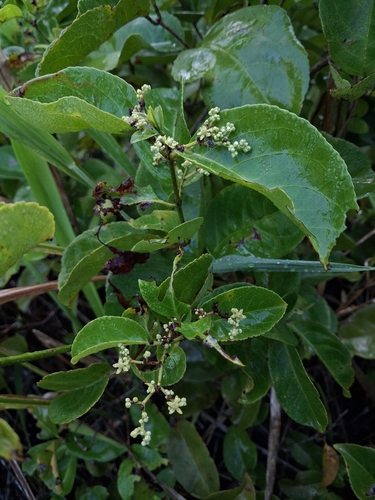 Medicine Vine