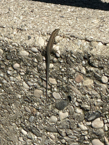 Common Wall Lizard