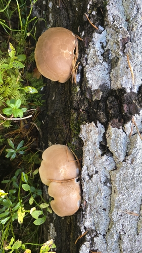Beech Mushroom