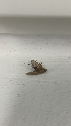 Marsh Snipe Fly