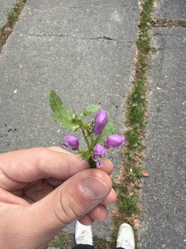 Spotted deadnettle
