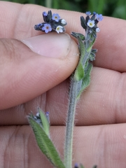 Myosotis discolor