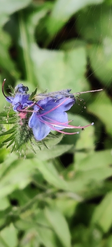 viper's-bugloss