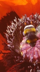 Bombus