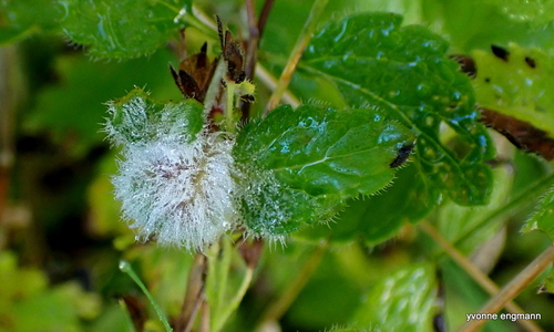 Germander Speedwell Gall-midge