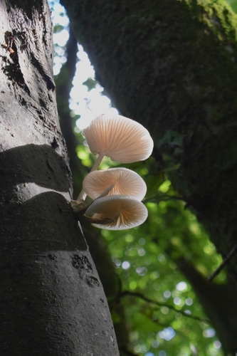 porcelain mushroom