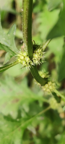 European water-horehound