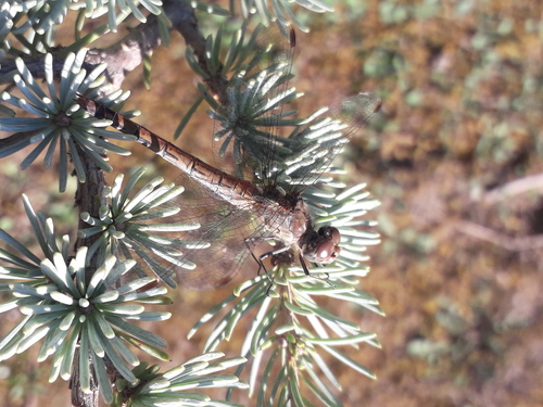 Common Darter