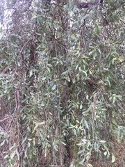 Santalum lanceolatum