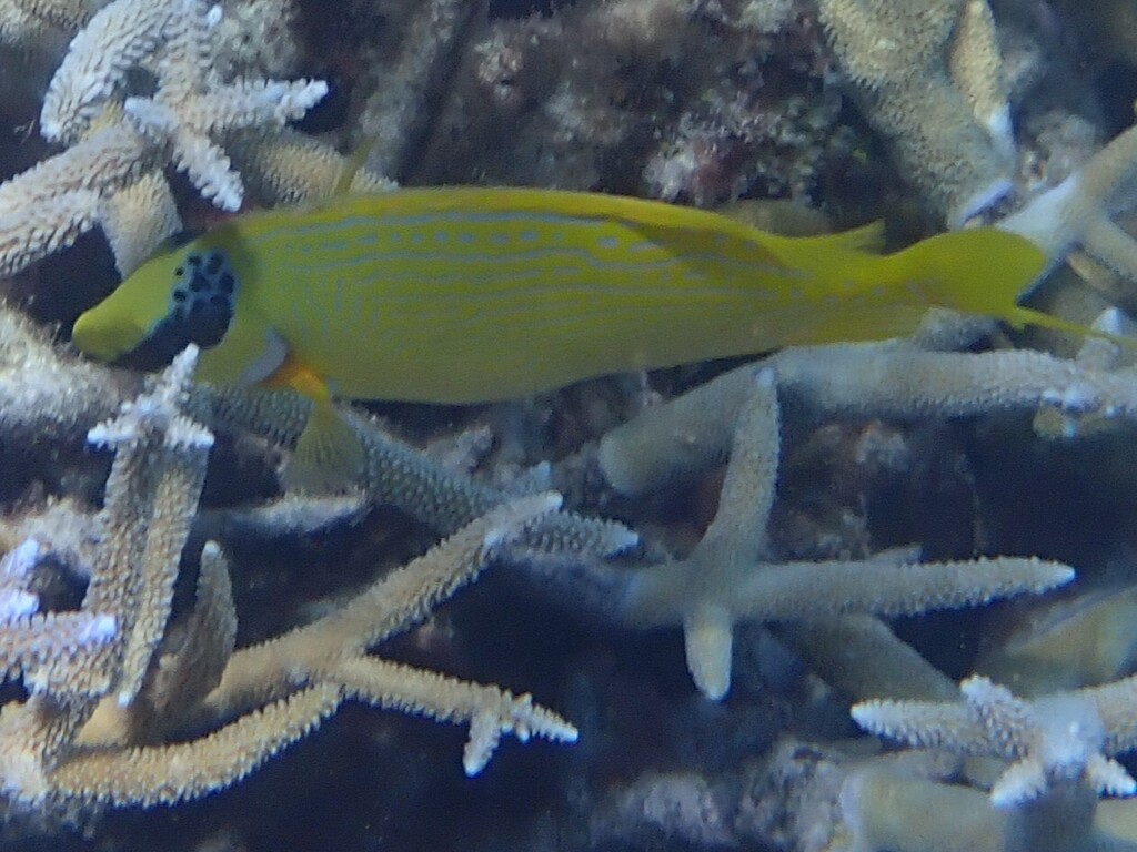 Blue-lined Rabbitfish