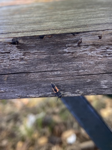 Asian Lady Beetle