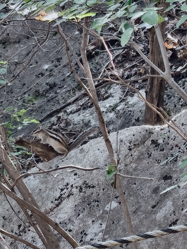 Siberian Chipmunk