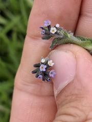 Myosotis discolor, photograph (c) Sean T, some rights reserved (CC BY)