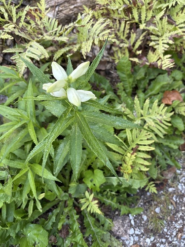 white turtlehead