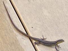 Takydromus tachydromoides