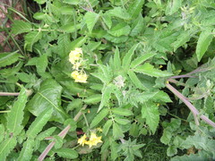 Solanum habrochaites