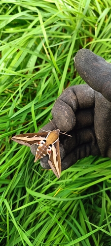 Bedstraw Hawkmoth