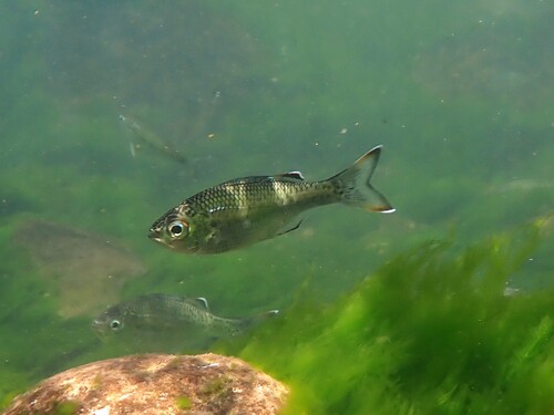 Kuhlia marginata observed 2026-09-19