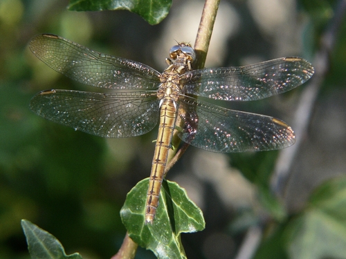 Keeled Skimmer