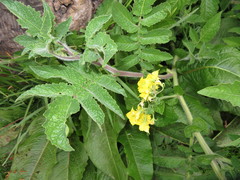 Solanum habrochaites