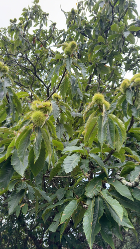 Sweet Chestnut