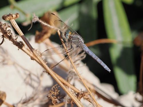 Epaulet Skimmer