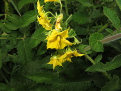 Solanum habrochaites