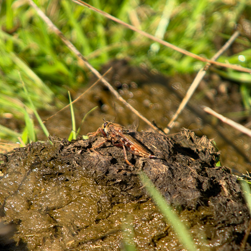 Hornet Robber Fly