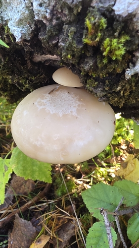 Beech Mushroom