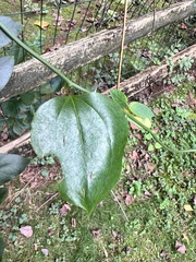 Smilax rotundifolia, photograph (c) Mark Richman, some rights reserved (CC BY)
