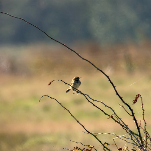 Meadow Pipit