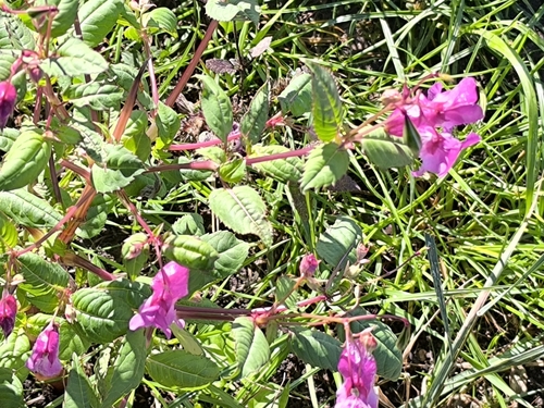 Himalayan balsam