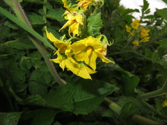 Solanum habrochaites