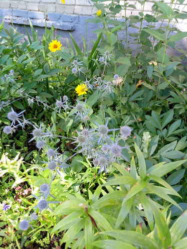 Eryngium planum, photograph 3