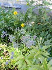 author not stated, no rights reserved Eryngium planum, photograph author not stated, no rights reserved