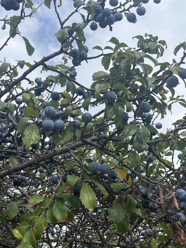 Blackthorn