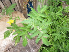 Solanum habrochaites